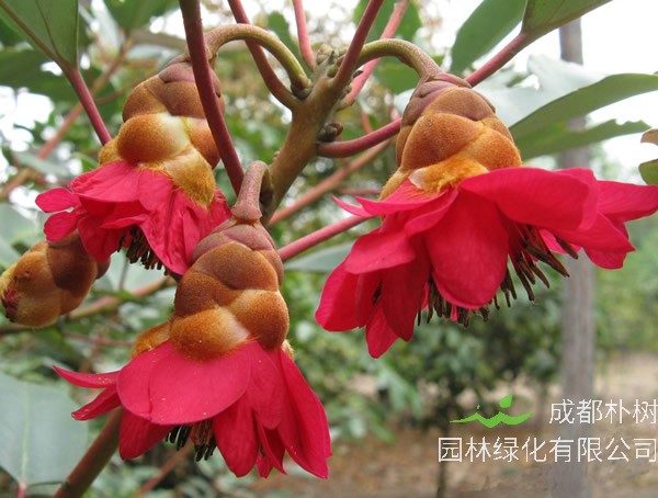 红花荷价格-图片-形态特征-生长环境-分布范围-历史文化