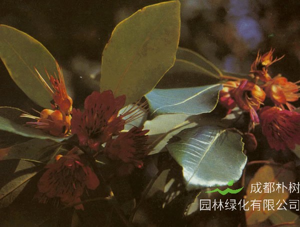 红花荷形态特征，红花荷什么时候开花？