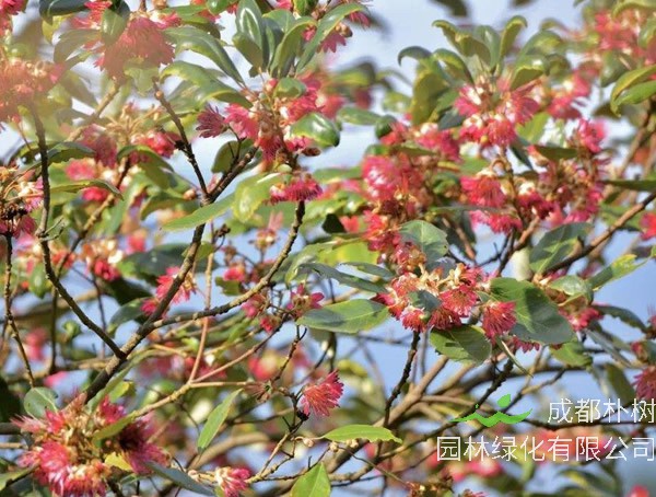 红花荷生长环境，怎样种植和培育红花荷？