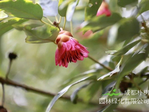红花荷的分布范围，哪儿有红花荷的种植基地？