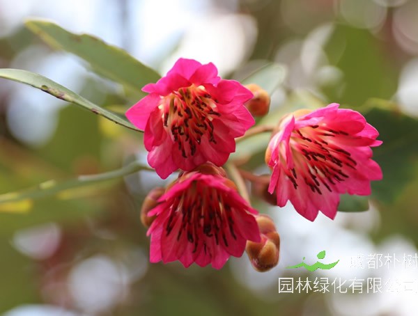 红花荷繁殖方法、栽培技术以及造林方式