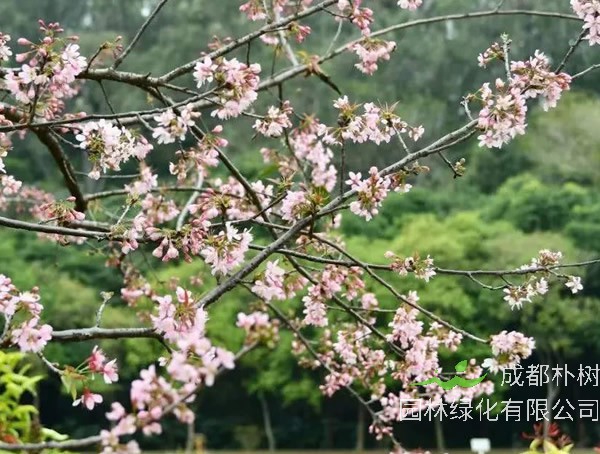 红花荷有哪些特征？