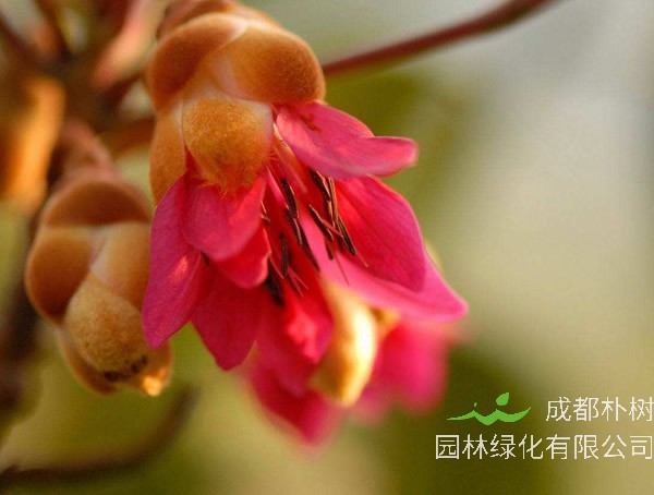 红花荷要怎么育苗？