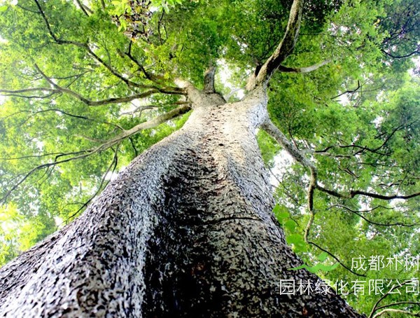 金丝楠价格-图片-植物形态-产地生境以及生长习性