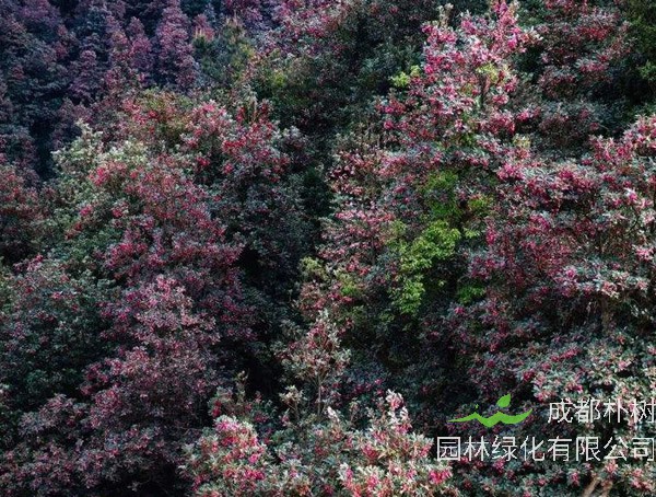 南方植物红花荷可以吃么？