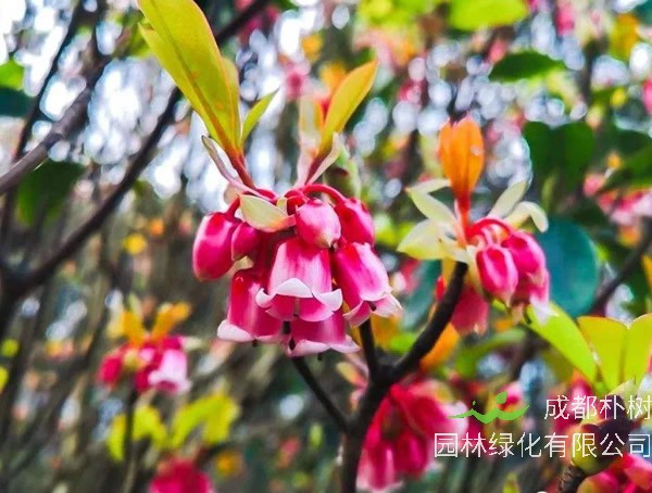 红花荷的功效和作用有哪些？