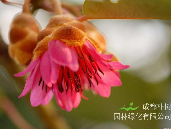 红花荷图片大全，最新红花荷图片欣赏