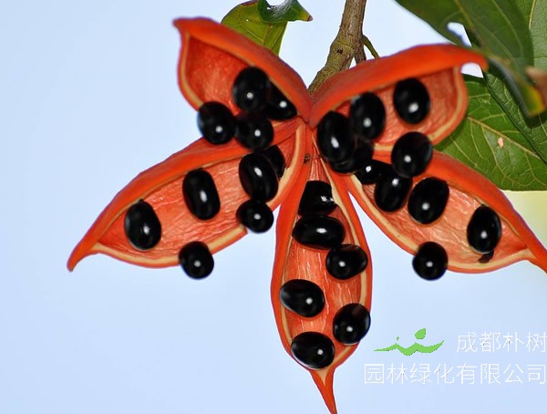 萍婆价格-图片-形态特征-生长环境-分布范围-主要价值