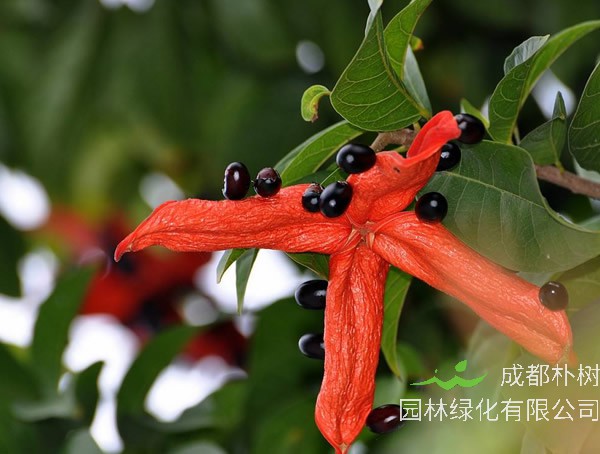 萍婆价格-图片-形态特征-生长环境-分布范围-主要价值