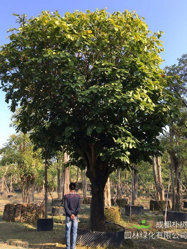 萍婆价格-图片-形态特征-生长环境-分布范围-主要价值