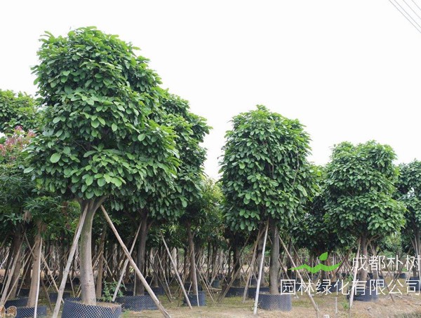 萍婆价格-图片-形态特征-生长环境-分布范围-主要价值