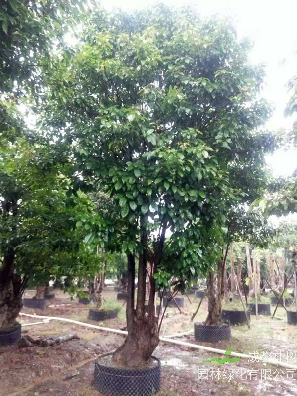 萍婆价格-图片-形态特征-生长环境-分布范围-主要价值