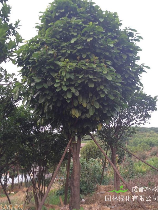 萍婆形态特征，萍婆什么时候开花？