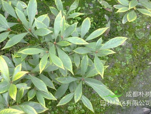 金丝楠价格-图片-植物形态-产地生境以及生长习性