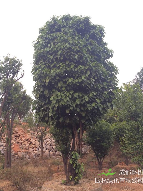 萍婆适合在排水良好的土壤里生长。阳光充足，气候温暖湿润的环境能够让萍婆更好地生长。苹婆叶片大、较厚不招虫，有浓密遮荫的性能。作为景观树，具有地域特色，别具一格。下面就为大家介绍萍婆生态习性，以及种植和培育萍婆的方法。 一、萍婆生态习性 苹婆性喜阳光，对土壤要求不严。根系发达，速生。 虽然在瘠薄及沙砾土中均能生长良好，但以排水良好、土层深厚的砂质壤土最佳，日照需充足，性喜高温多湿，生育适温约23—32℃。苹婆是原产我国的乡土树种，在种植发展上具有生态适应性强、抗病虫害、繁殖和遗传改良材料丰富等多方面的优势，是生态、经济效益兼备的经济林木，同时还是南方特有的母本粮食，是极具开发潜力的干果树种。  二、种植和培育萍婆的方法 1、定植种植 苹婆树定植以春季为宜，株行距为4×5米较适宜，亩植33株。挖穴大小为80×80×60厘米。以有机质肥料为主，结合少量化肥，施下基肥，以促进苗株早生快发，早投产。 2、适时施肥 苹婆幼龄树一般年施肥4～6次，每2～3个月一次，有机肥或化肥均可。成年结果树需要较多营养，为防止树势衰弱，年施肥2次以上。 3、花期管理 苹婆树耐涝不耐旱，在花期和幼果期要求有适当的土壤水分和大气湿度，俗称“晴天芒果，落雨苹婆”。 4、修枝整形 苹婆树若生长旺盛而开花结果少，必须适当修枝整形，以利于树冠内部通风透光，即可减少木虱以及由其引发的烟煤病，也有利于开花和着果。 5、病虫防治 苹婆树的病虫害主要有炭疽病、根腐病和木虱危害等，结合冬季施肥，做好园圃的卫生清洁工作，收集病落叶集中烧毁，可减少侵染来源。  相关阅读 萍婆价格-图片-形态特征-生长环境-分布范围-主要价值