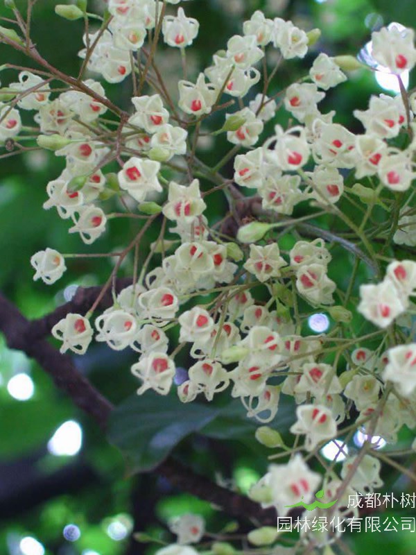 萍婆的经济价值，萍婆的功效与作用有哪些？