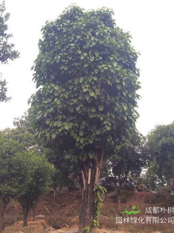 萍婆的繁殖方法、栽培技术、病虫防治方法介绍