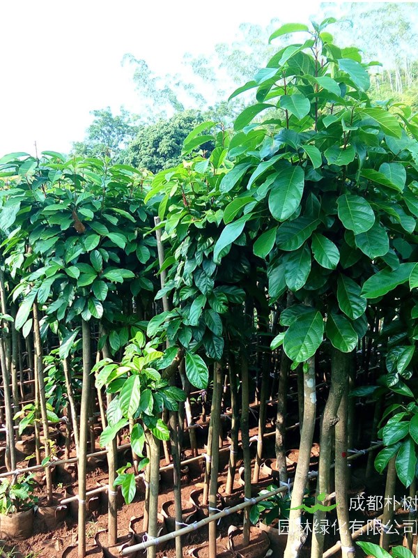 萍婆是什么水果？