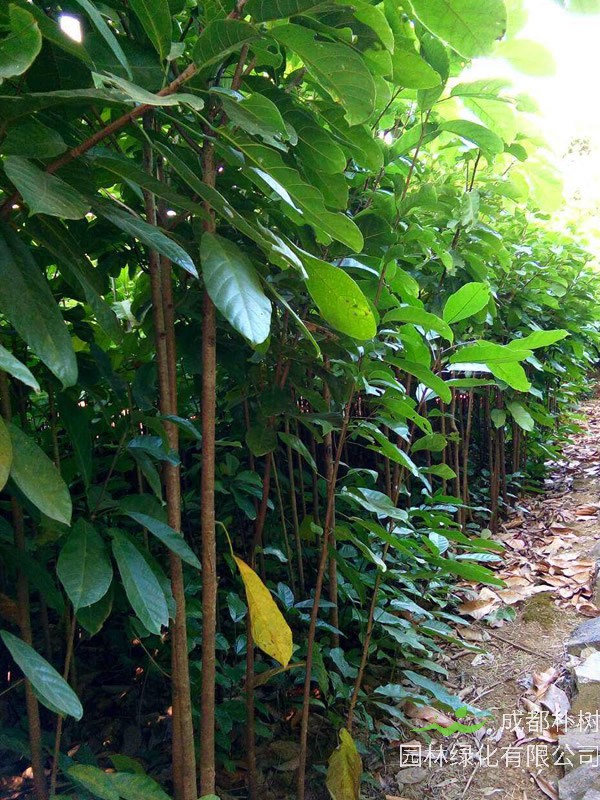 苹婆果有什么营养价值？