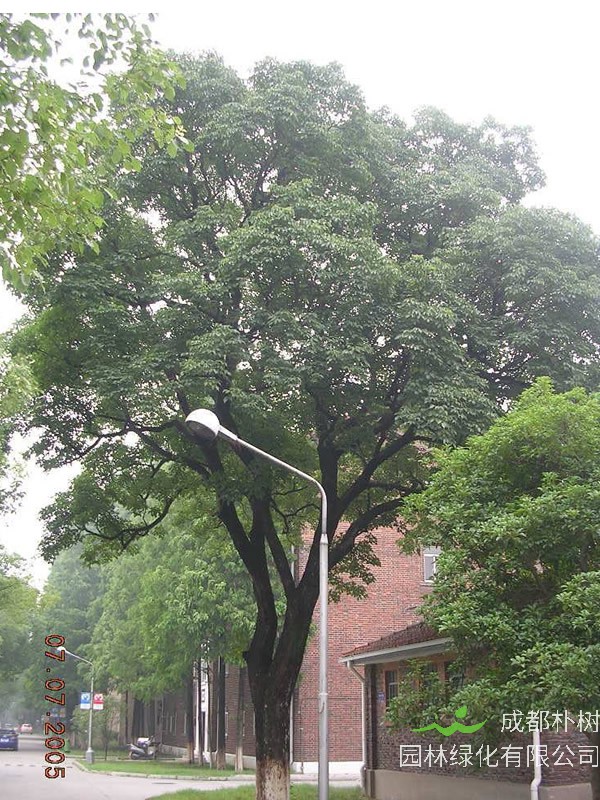 重阳木价格-图片-形态特征-生长习性-分布情况以及主要用途