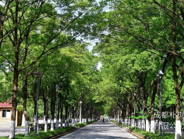 重阳木价格-图片-形态特征-生长习性-分布情况以及主要用途