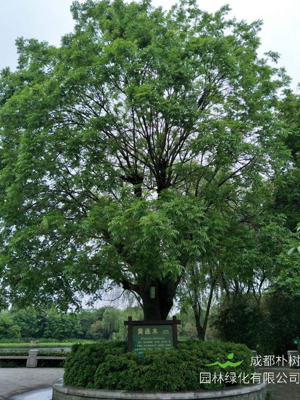 重阳木价格-图片-形态特征-生长习性-分布情况以及主要用途
