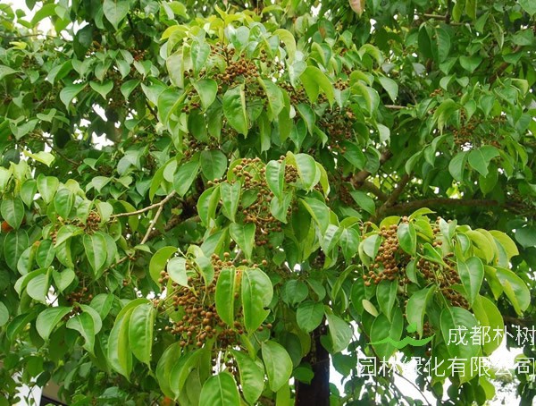 重阳木价格-图片-形态特征-生长习性-分布情况以及主要用途