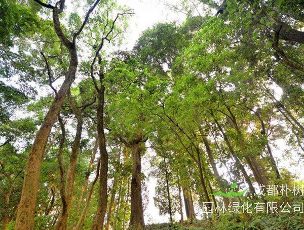 金丝楠价格-图片-植物形态-产地生境以及生长习性