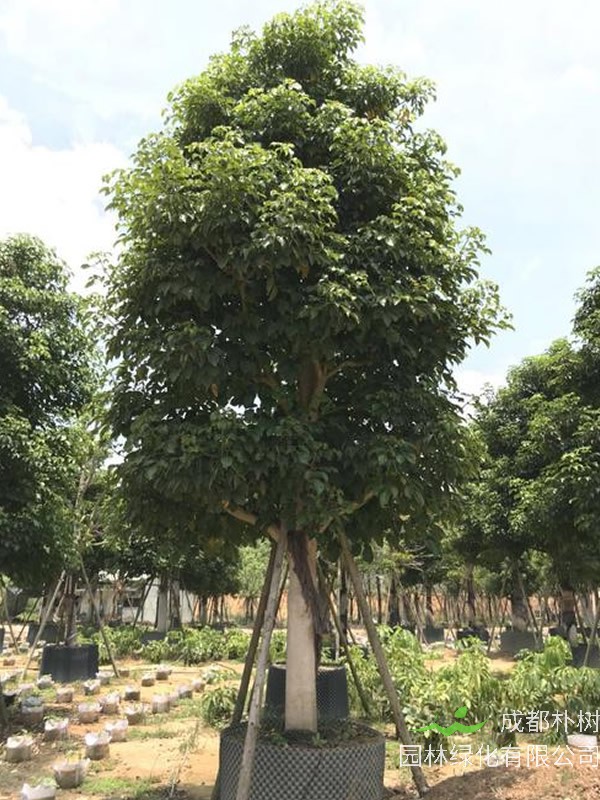 重阳木繁殖方法、栽培技术以及病虫防治介绍