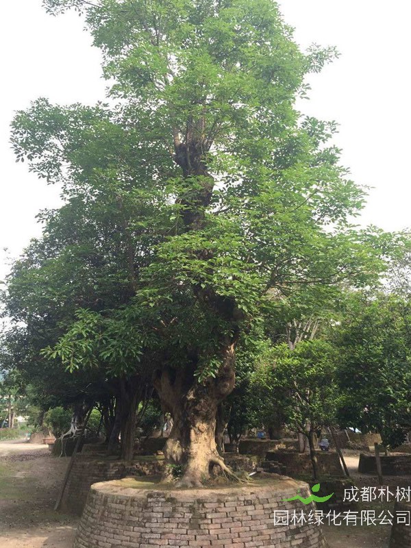 重阳木繁殖方法、栽培技术以及病虫防治介绍