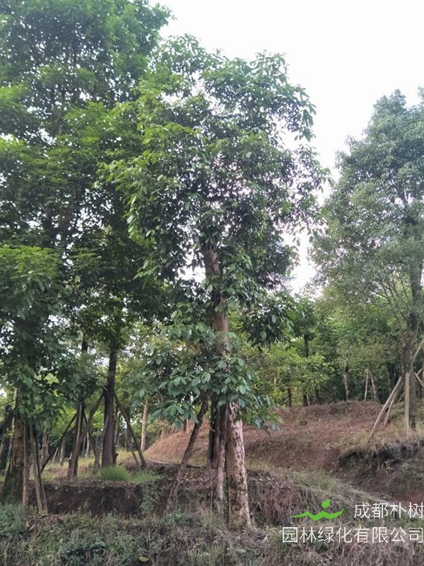 重阳木形态特征，重阳木应如何修剪？