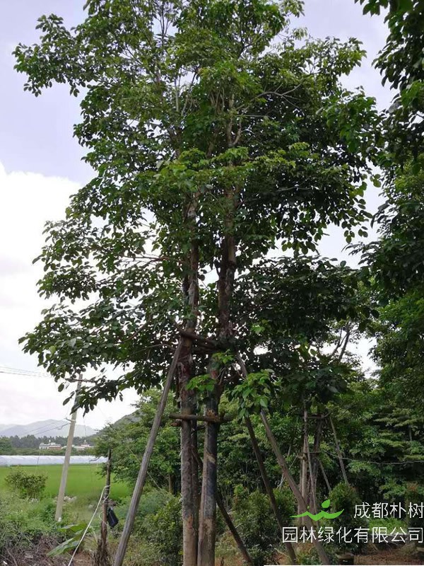 重阳木的分布情况，哪儿有重阳木的种植基地？