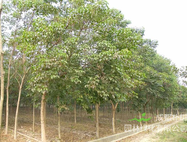 重阳木的功效与作用，重阳木的经济价值有哪些？