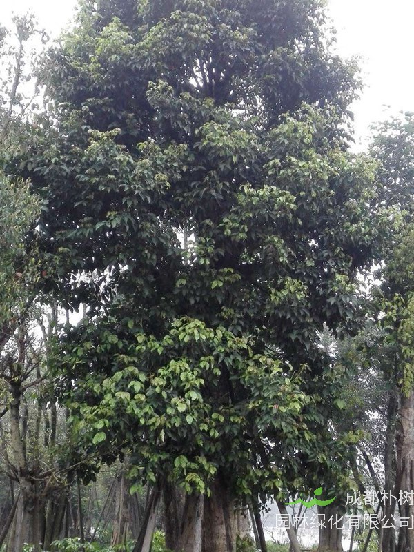 重阳木的植物文化，重阳木的花语是什么？