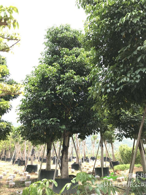 重阳木的代表含义有哪些？