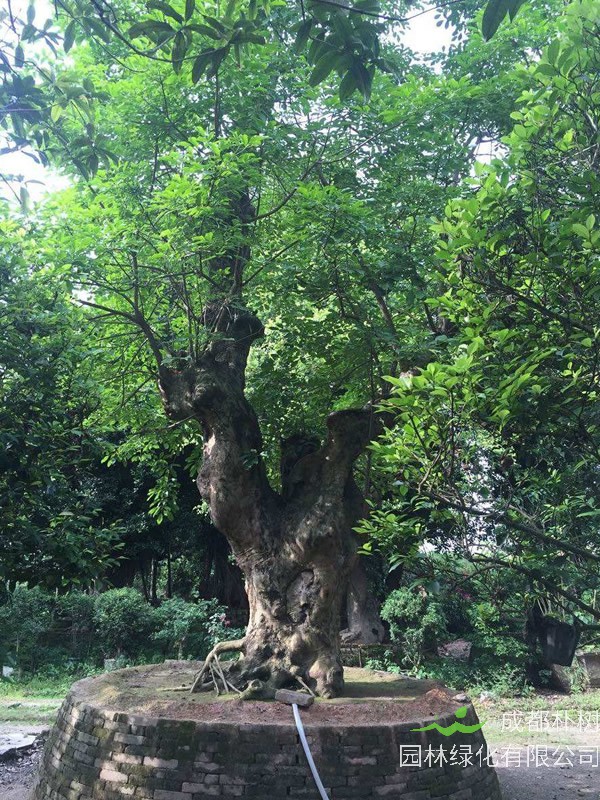 重阳木有什么样的历史文化？