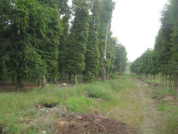 缅甸金丝楠和国内金丝楠的区别有哪些？