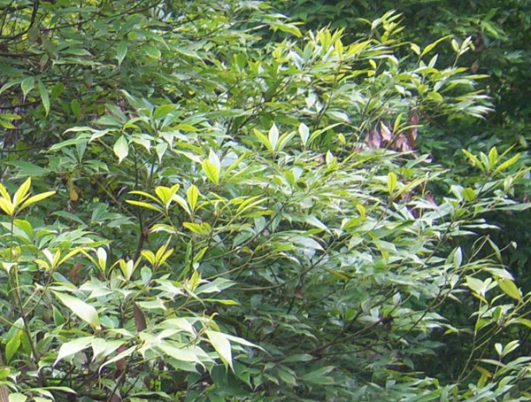 小叶桢楠是金丝楠吗？