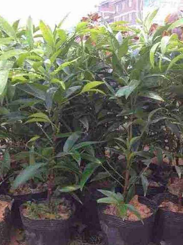 金丝楠的密度有多大？