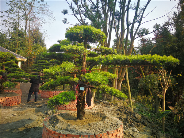 温江苗木基地批发罗汉松【苗圃种植基地直销】19公分价格28000-30000元