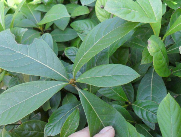 金丝楠的价格为什么这么贵？