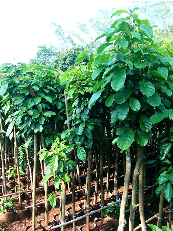 萍婆是什么水果？