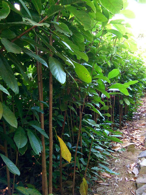 苹婆果有什么营养价值？