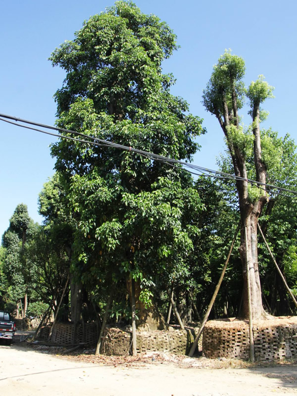 重阳木有哪些作用？