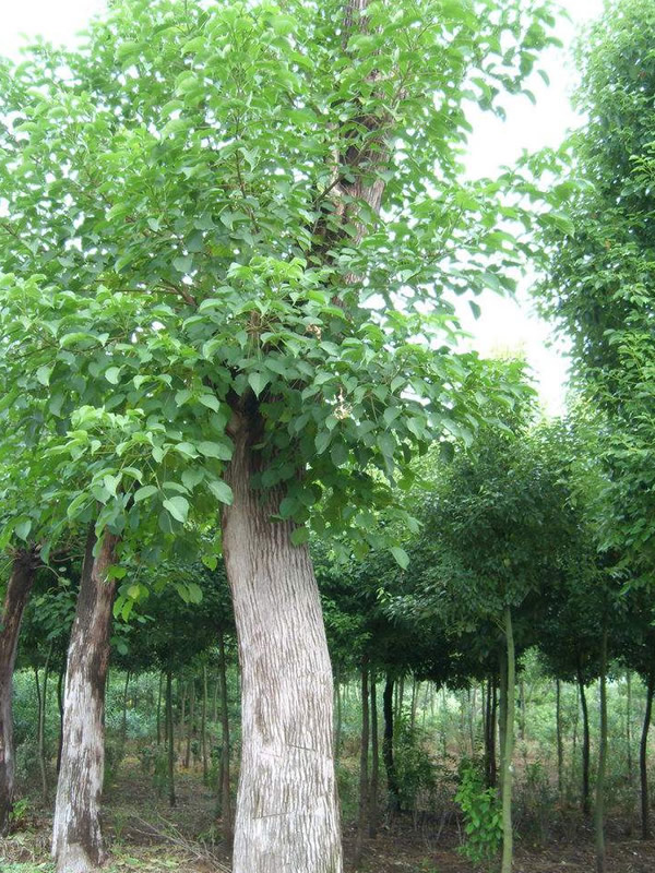 重阳木的形态特征有哪些？