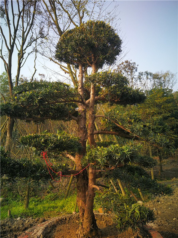 温江苗木基地罗汉松【苗圃种植基地直销】24公分价格32000-36000元