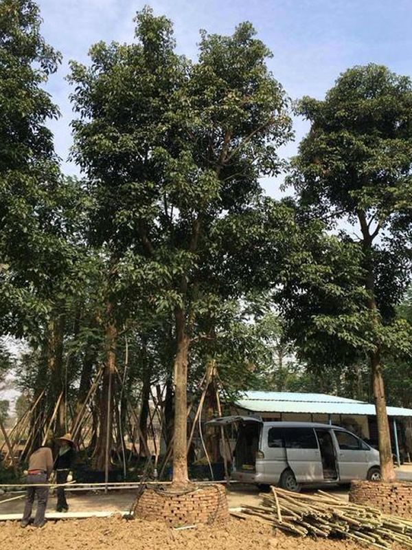 重阳木有做家具的价值吗？