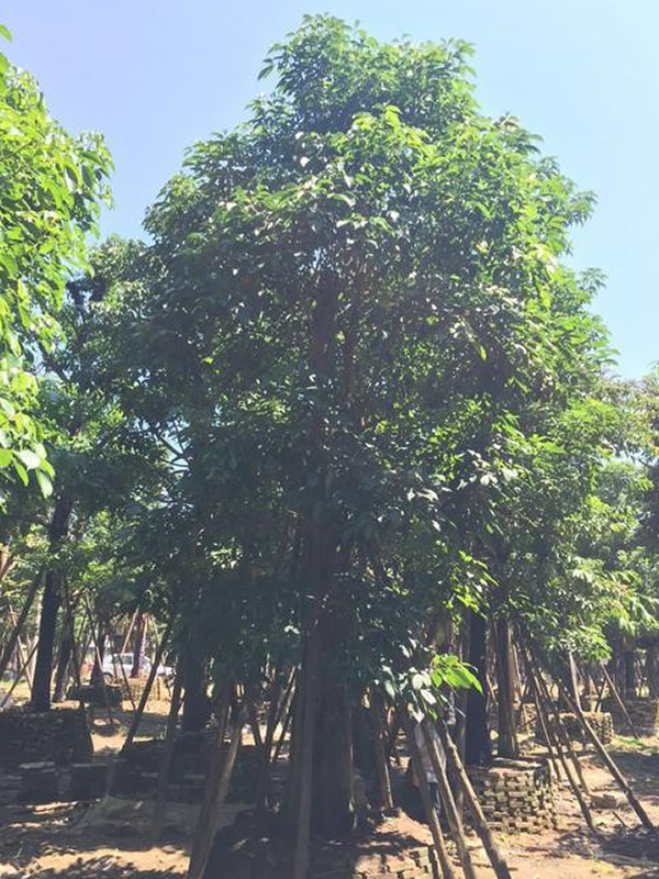 重阳木有哪些观赏价值？