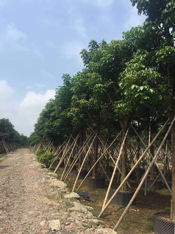 重阳木和重阳节有关系吗？