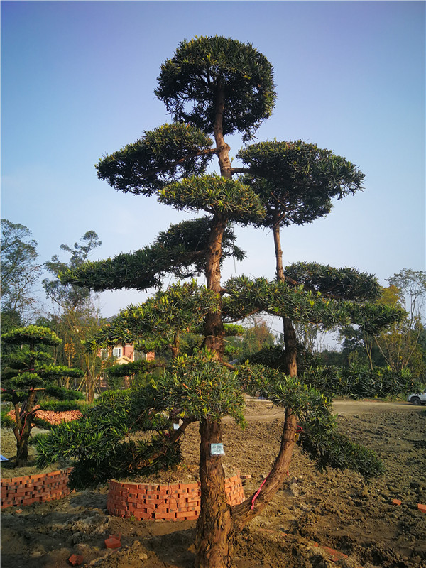成都苗木基地罗汉松【苗圃种植基地直销】24公分价格36000-38000元